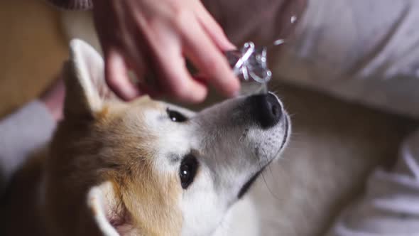 Akita Inu Dog Trying To Grab a Small Toy with His Teeth Close-up in Slow Motion
