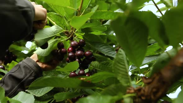 Picking Cherries in the Orchard