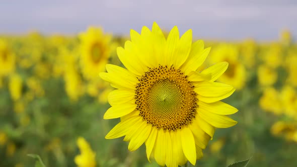 Sunflower Sun Summer Season Plant Nature Plants on Earth Energy Sources and Sky Sunflower Fields