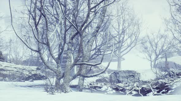 Winter Deciduous Forest on a Foggy Morning