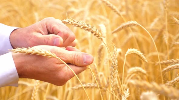 The Hands of a Farmer Close-up Holding a Handful of Wheat Grains in a Wheat Field