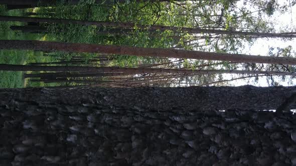 Vertical Video of a Forest with Pine Trees