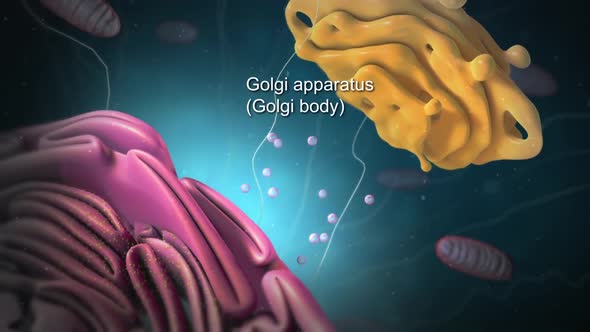 Endoplasmic reticulum Travel inside the cell showing the mitochondria producing energy.