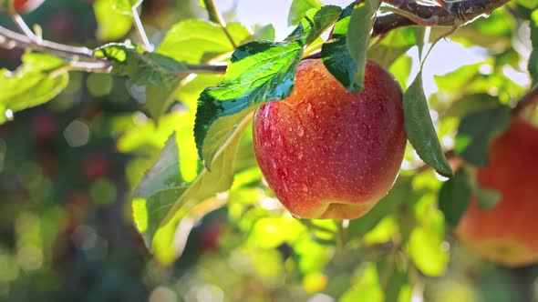 Wet Red Apple With Water Drops