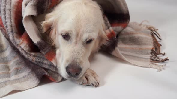 Big Kind Dog Rests in the Fall or in the Cold Winter Under a Rug