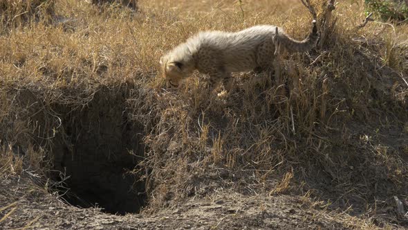 Cheetah cubs next to a hole in the ground