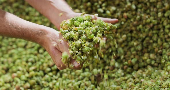 Close Up Hands of a Young Farmer Who Checks the Drying of the Hops and