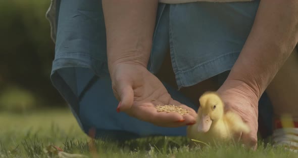 Unrecognizable Senior Woman Feeding Baby Duckling Outdoors. Female Caucasian Hands Holding Bird and