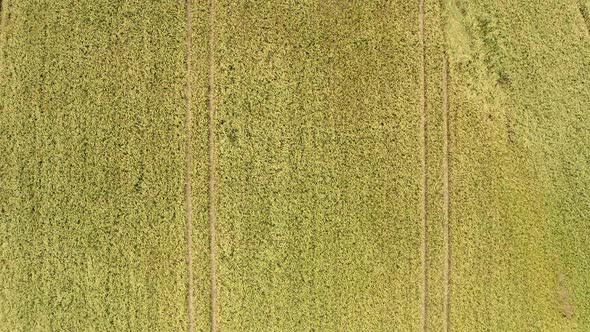 A Drone Flight Top Down Shot Over a Rye Field in Summer