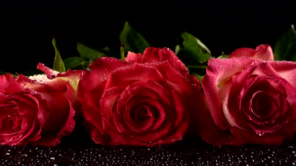 Red Roses on a Black Background