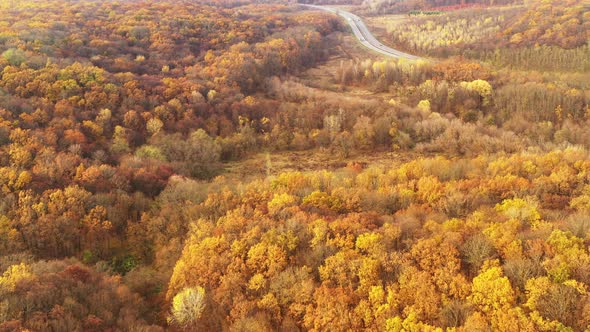 Hills Covered with Yellow Autumn Forest Foliage  Forest Autumn Landscape