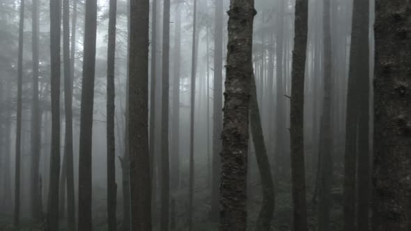 Narrowly passing through a dense grove, fog shrouded evergreen forest, aerial fpv