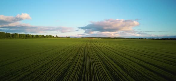 Aerial Video Wheat Field at Sunset on Warm Summer Sunny Day