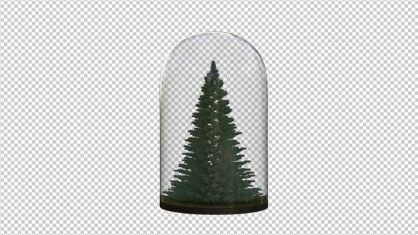 Growing Pine Tree In The Glass Lantern