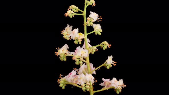 Beautiful White Flowers Blossoms on the Branches of Chestnut Tree