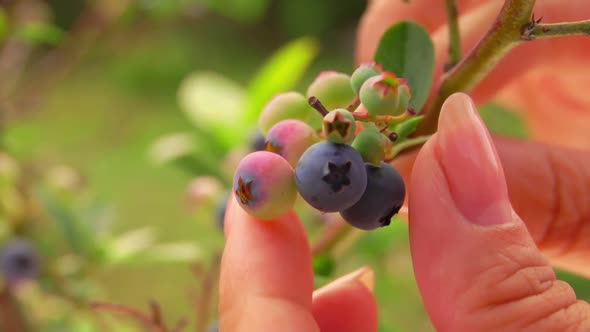 Hand Picks Berries From a Bush of Ripe Blueberries