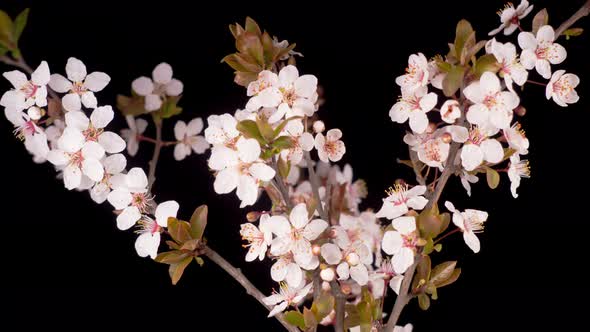 White Flowers Blossoms on the Branches Cherry Tree