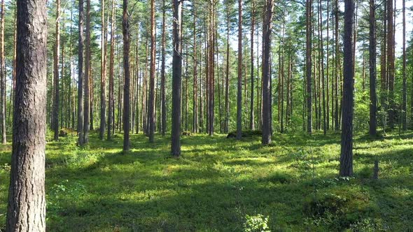 Summer forest