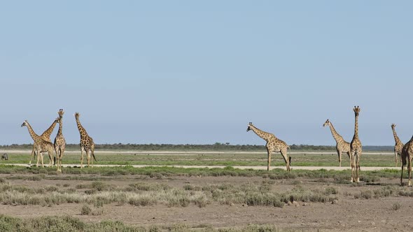 Giraffes Walking Over Etosha Plains