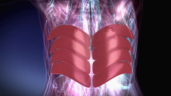 Female Muscular Serratus Posteri alt