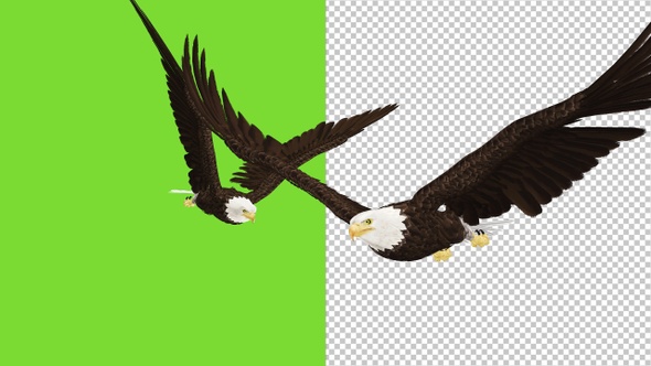 2 Bald Eagles Flying Over Screen - I - Transparent and Green