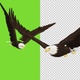 American Eagle - USA Flag - Flying Transition - V - 141