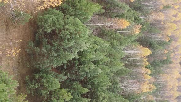 Vertical Video Autumn Forest with Trees in Ukraine Slow Motion