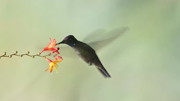 Talamanca Hummingbird (eugenes spectabilis) Flying, Feeding and Drinking Nectar from Flowers, Costa