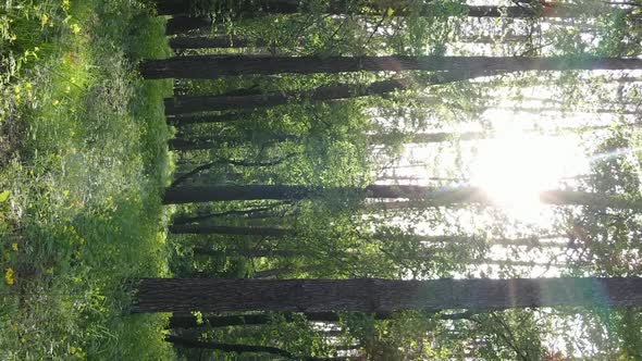 Vertical Video of a Forest with Pine Trees