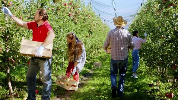 In a Large Apple Orchard Workers Collecting the