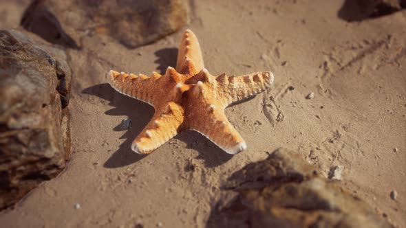 Starfish on Sandy Beach at Sunset