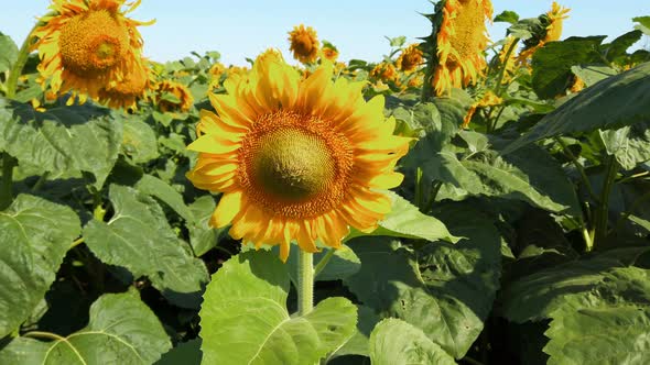 Agricultural field of sunflowers