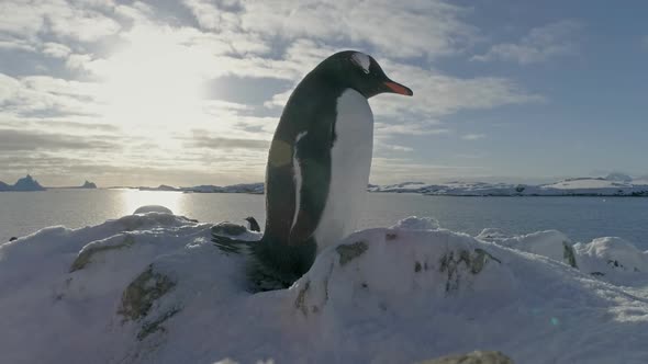 Antarctica Gentoo Penguin Close-up Portrait. Bird Sits on Nest and Guards It.