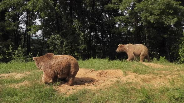 Real Wild Brown Bears In Natural Habitat Among The Trees In The Forest