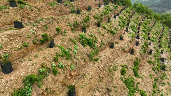 Rows of young Avocado plants, Aerial view 4 K