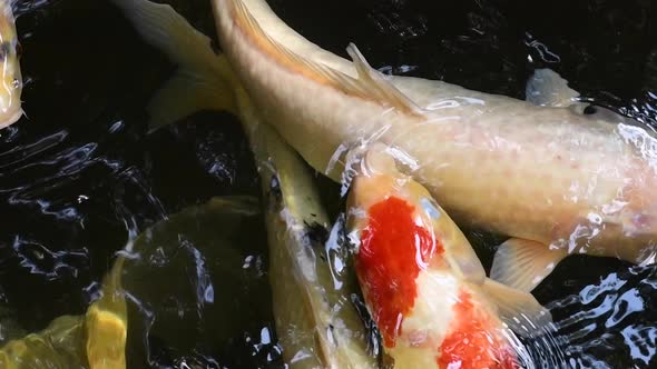 Multi color koi fish close up view swimming in a pond, slow motion