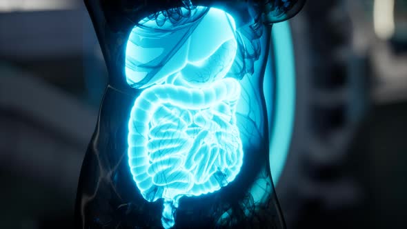 Human Digestive System Anatomy Exam in Laboratory alt