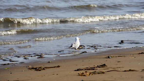 Wild Seagull eating what the tide bring to the shore on late afternoon.