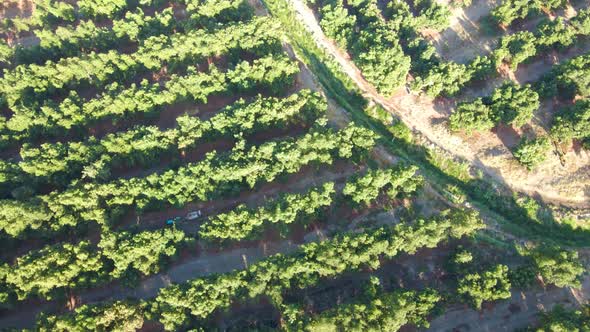 Aerial top down orbit of tractor between waru waru avocado plantations in a farm field at daytime