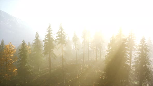 Aerial View of the Beautiful Autumn Forest at Sunset with Green Pine Trees