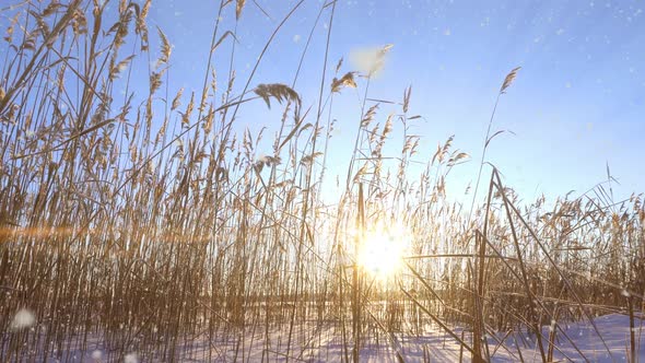 Reeds Sways in the Wind Against the Backdrop of Snow with Sunset