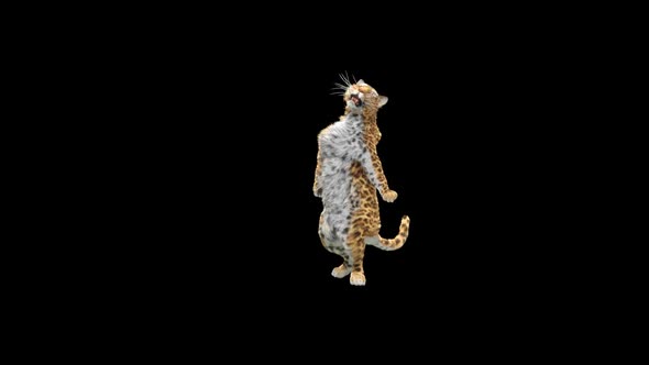 Leopard Dancing HD