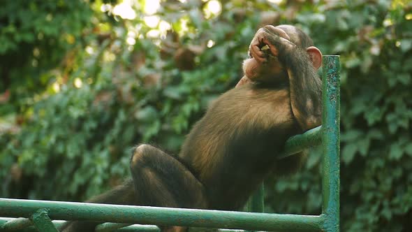 Chimpanzee Is Chilling Out in Zoo and Eating in slow motion.