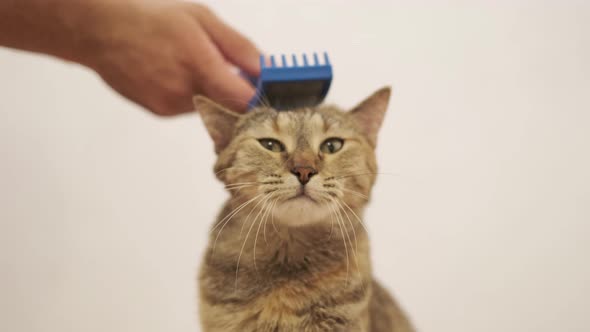 Man Combing a Muzzle of Cat with a Brush