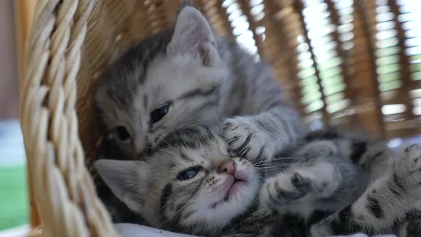 Cute Tabby Kitten Playing Together In A Basket Bed Slow Motion