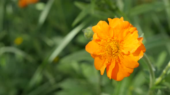 Orange Calendula officinalis Common Marigold flower shallow DOF 4K 2160p 30fps UltraHD footage - Eng