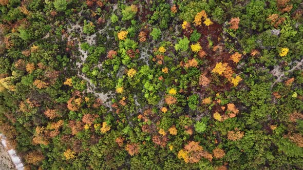 Autumn Forest Aerial View 4 K Turkey Alanya