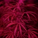 Cannabis Bushes in Pink Light - VideoHive Item for Sale