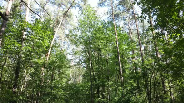 Natural Landscape in the Forest During the Day