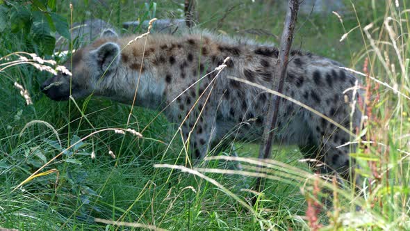 Tracking shot of wild Spotted hyena(Crocuta Crocuta) hunting in grass field,4k - Prores high quality